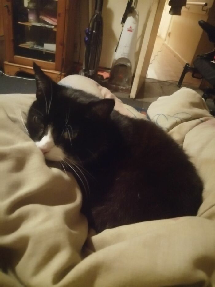 This Is Black Jack (Blackie) My BF's Cat. She's Feisty And Scared Of Strangers. But A Cuddle Bug With The One Person She Trusts Most