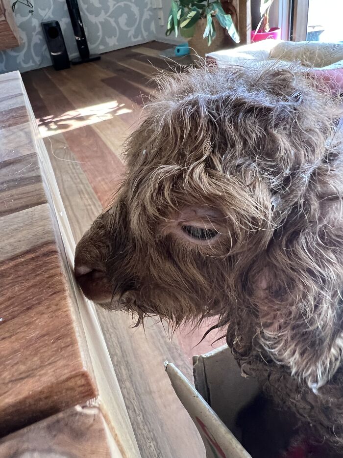 My Journey Of Hand-Rearing An Abandoned Lamb; Here Are The First Six Days My Journey Of Hand-Rearing An Abandoned Lamb; Here Are The First Six Days