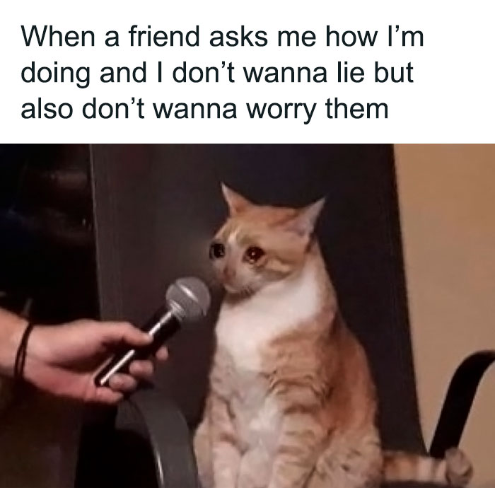 Cat meme about friendship, featuring a cat sitting with a microphone, expressing relatable feelings to share with a friend.