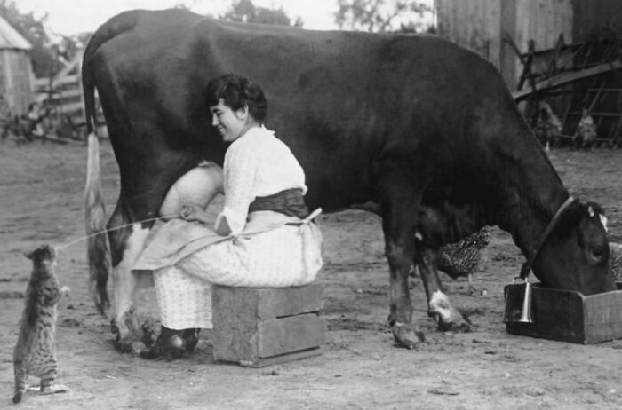 Strange Vintage Photos Of People Milking Cow Into Cat’s Mouth From The 1920s