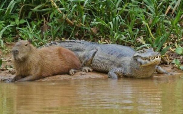Capybara-with-crocodile-64eb9dac3ae8d.jpg