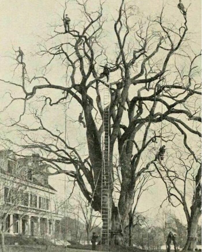 Extreme Tree Pruning Before The Age Of Bucket Lifts From The Late 1800s