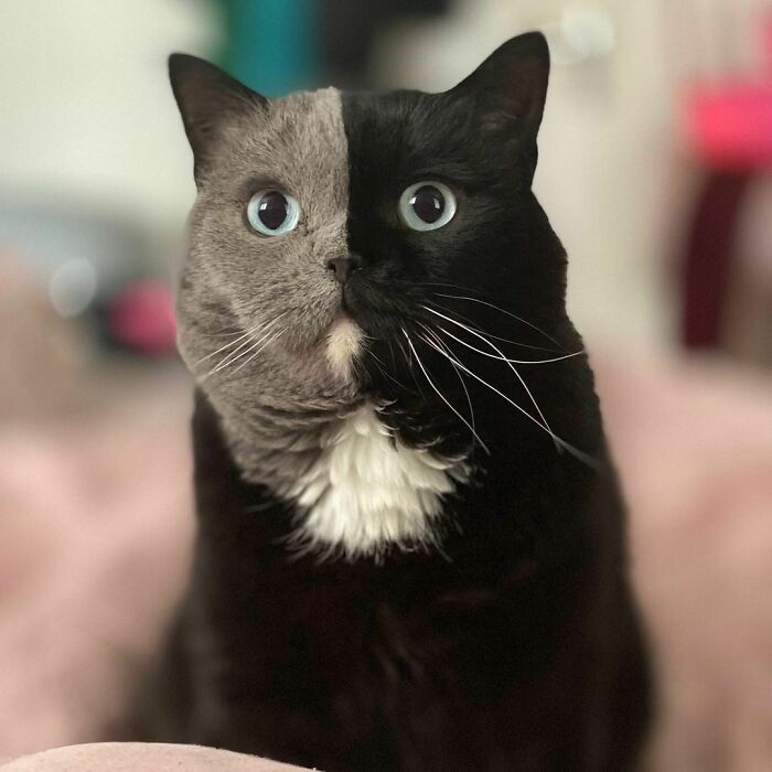 Cat With A Split-Colored Face