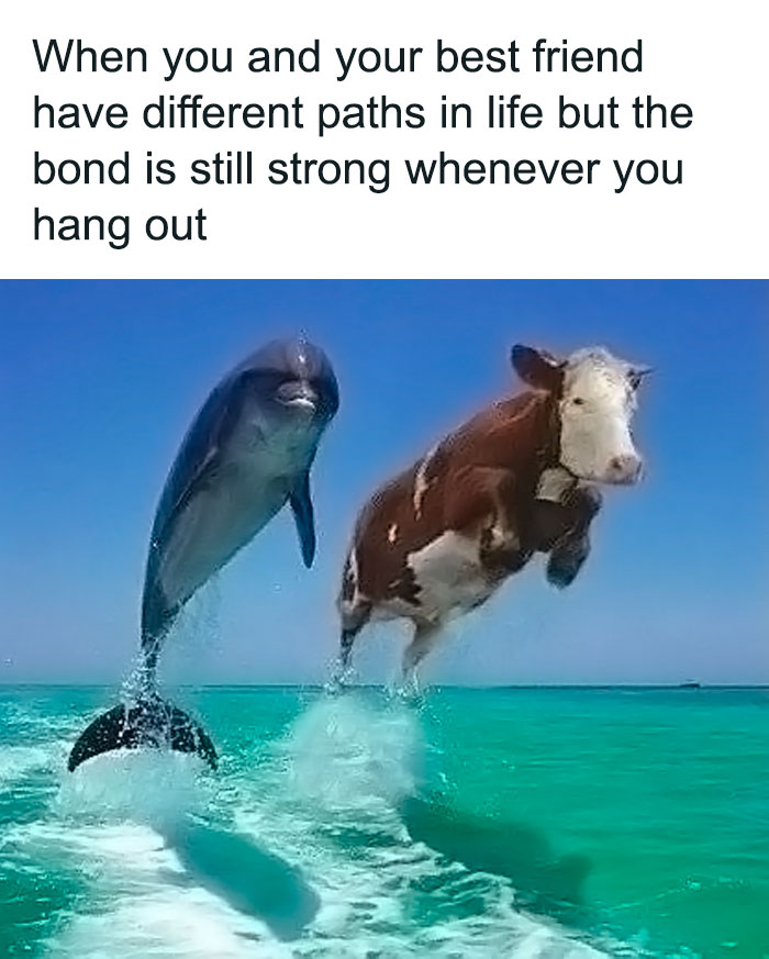 Dolphin and cow leaping together in the ocean, illustrating a hilariously relatable friendship meme.
