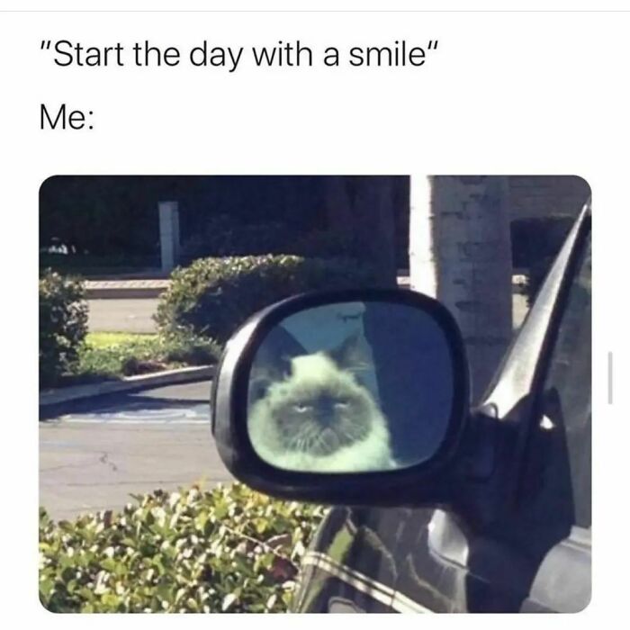 Funny-Adorable-Cat-Memes-Happycat318