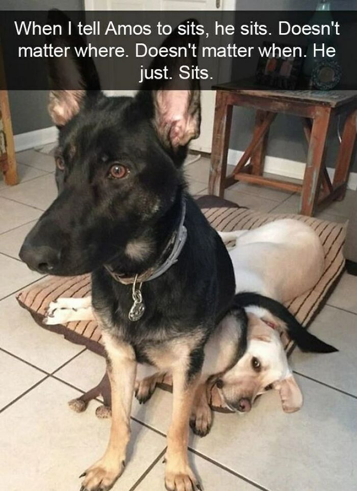 I Collected 18 Wholesome Dog Snaps That Might Make Your Day A Little Brighter