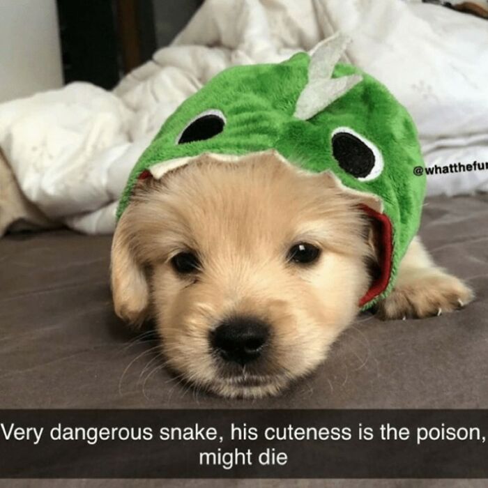 I Collected 18 Wholesome Dog Snaps That Might Make Your Day A Little Brighter