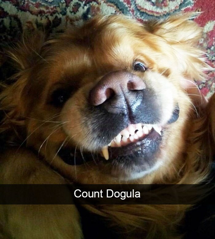 I Collected 18 Wholesome Dog Snaps That Might Make Your Day A Little Brighter