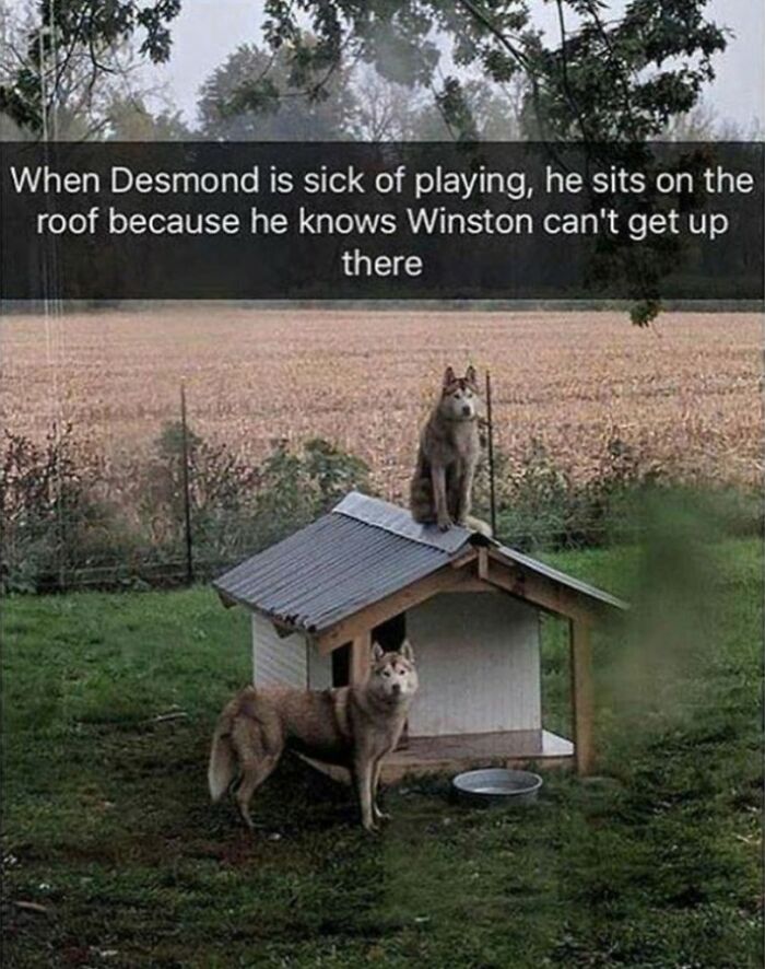 I Collected 18 Wholesome Dog Snaps That Might Make Your Day A Little Brighter