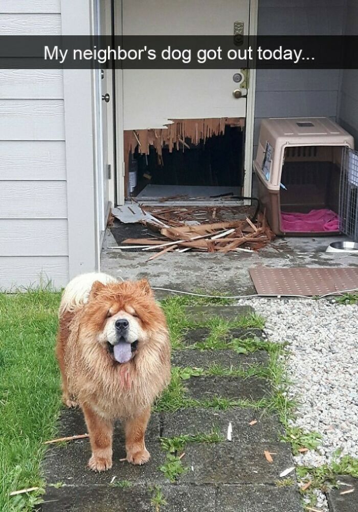 I Collected 18 Wholesome Dog Snaps That Might Make Your Day A Little Brighter