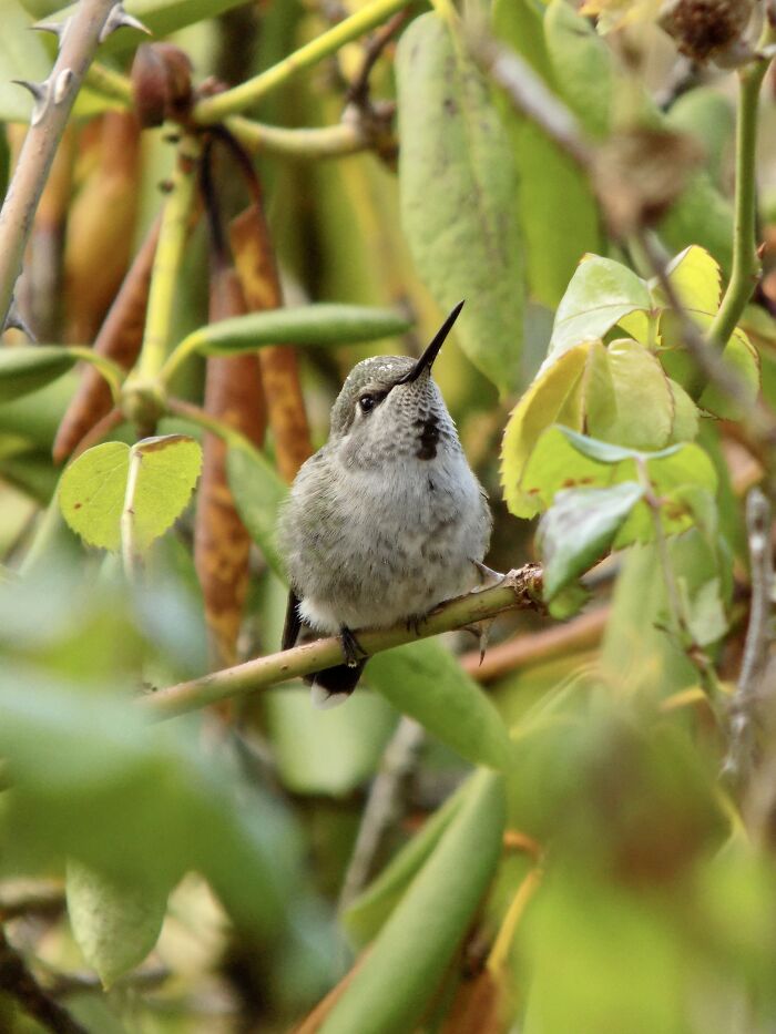 A Female Anna’s Hummingbird Hiding In A Bush