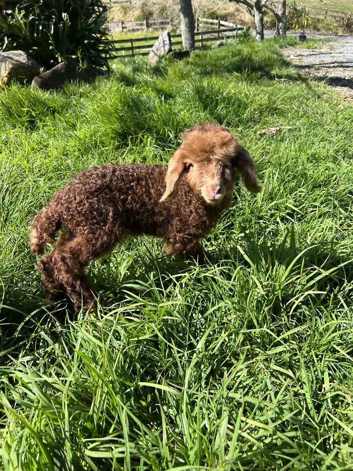 My Journey Of Hand-Rearing An Abandoned Lamb; Here Are The First Six Days My Journey Of Hand-Rearing An Abandoned Lamb; Here Are The First Six Days