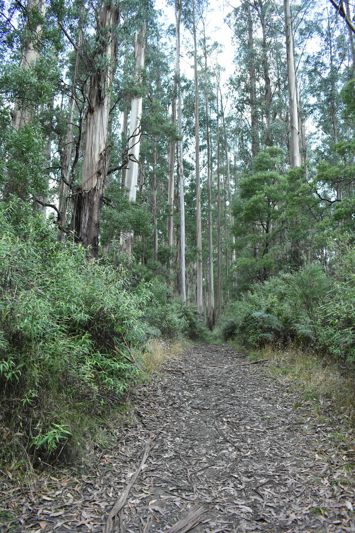 A Path Through The Gum Trees