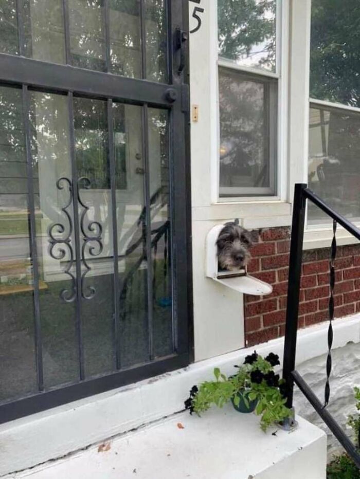 Dog Sticks His Head Out Of The Mailbox Every Morning To Greet The Neighbors