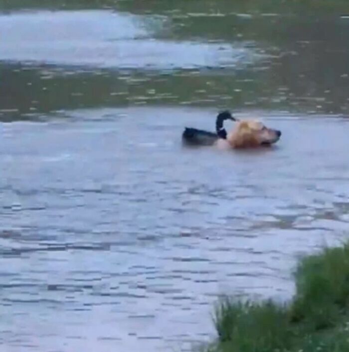 Wild Duck And Dog Meet Every Night For A Swim And Become Best Friends