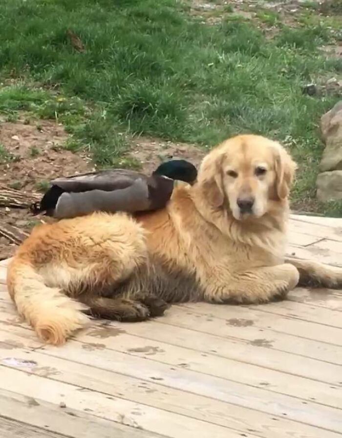 Wild Duck And Dog Meet Every Night For A Swim And Become Best Friends