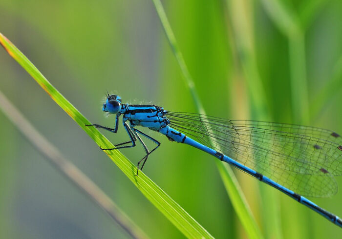 Blue dragonfly Azure holding on to grass