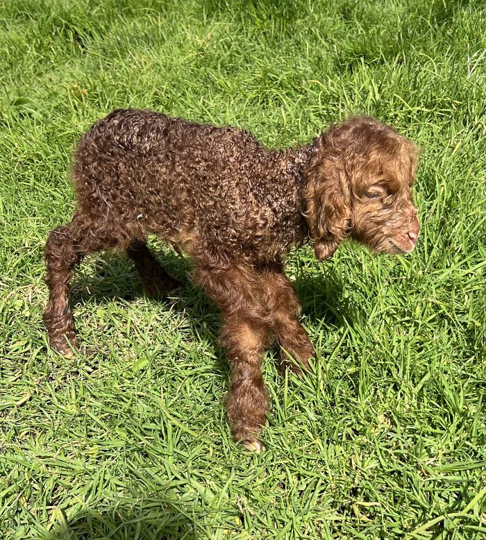 My Journey Of Hand-Rearing An Abandoned Lamb; Here Are The First Six Days My Journey Of Hand-Rearing An Abandoned Lamb; Here Are The First Six Days