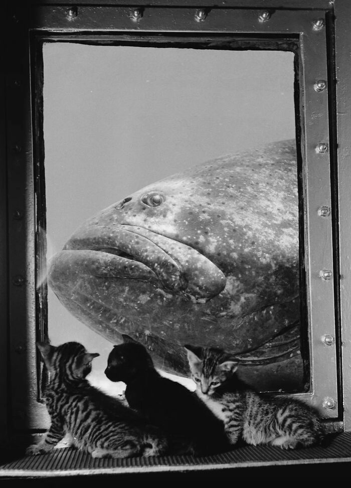 New Of The Best Photos Shared By This Twitter Account That Collects Historic Photographs Of Cats With Their Stories