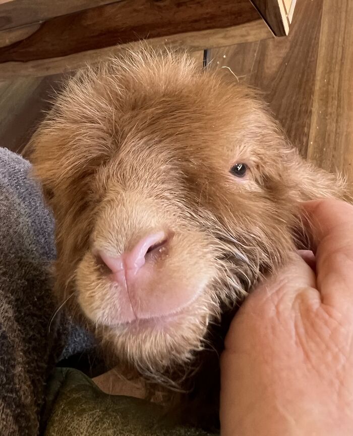 My Journey Of Hand-Rearing An Abandoned Lamb; Here Are The First Six Days My Journey Of Hand-Rearing An Abandoned Lamb; Here Are The First Six Days