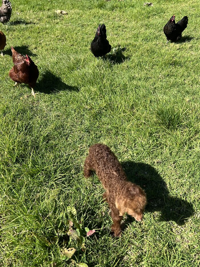 My Journey Of Hand-Rearing An Abandoned Lamb; Here Are The First Six Days My Journey Of Hand-Rearing An Abandoned Lamb; Here Are The First Six Days