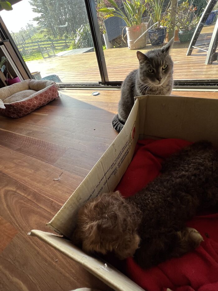 My Journey Of Hand-Rearing An Abandoned Lamb; Here Are The First Six Days My Journey Of Hand-Rearing An Abandoned Lamb; Here Are The First Six Days