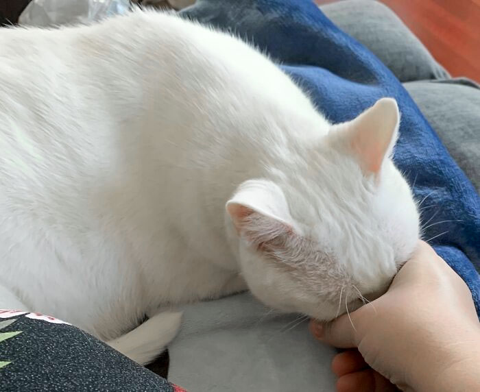 A Few Weeks Ago I Adopted A 12-Year-Old Cat. She Buries Her Face In My Hand When She Wants More Love
