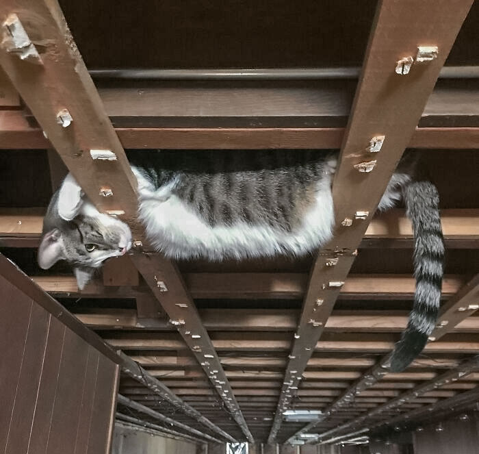 I’m Remodeling My Basement And All The Ceiling Tiles Were Just Removed. I Found My Cat Like This