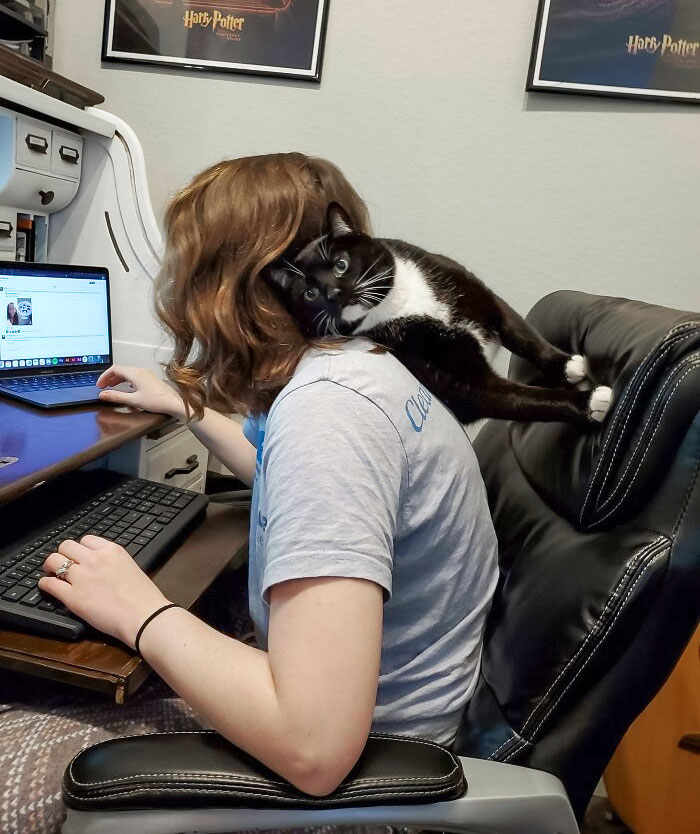 I'm Pretty Convinced That I Have The World's Clingiest Cat. This Is What Happens When I Tell Him He Can't Sit On My Lap While I'm Trying To Work