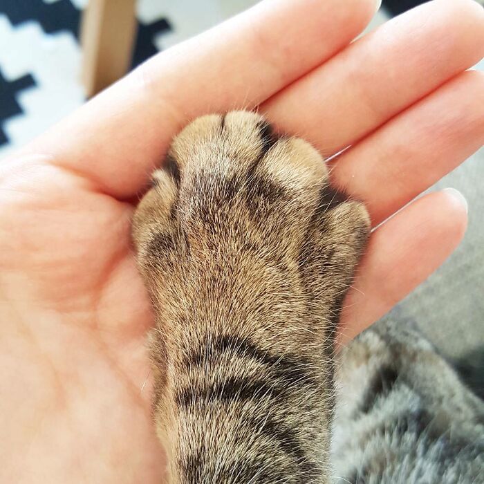 Holding Your Cat’s Paw