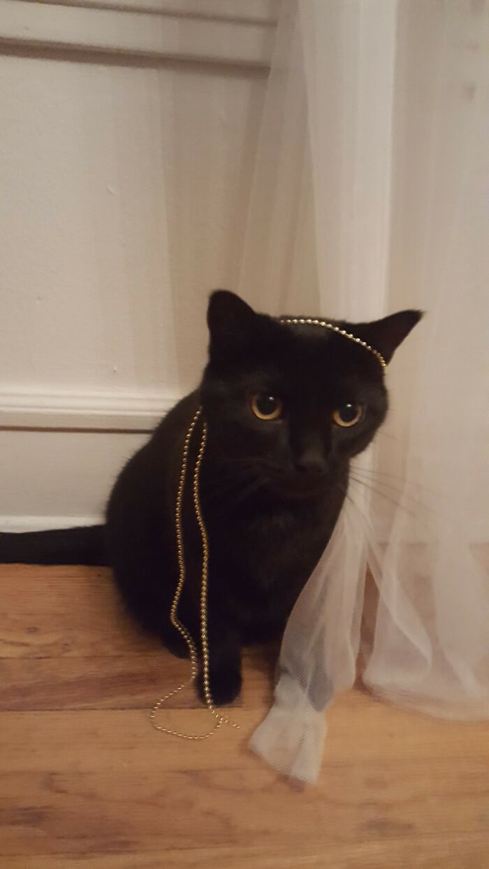 Scally Wag, Posing For A Glamor Shot