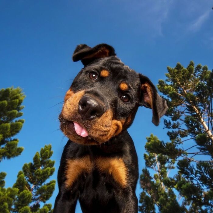 Feelin’ Like The Happiest Pup In The World