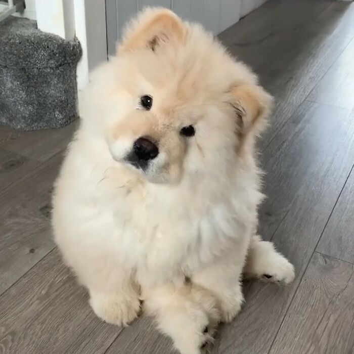Is It A Puppy Or A Cloud? Unclear