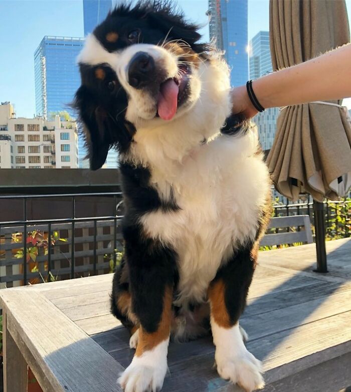 Head: Tilted, Tongue: Out, Cuteness: Maximized