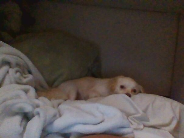 This Is Blu He's A 2 1/2 Year Old Cocker Spaniel/Chihuhua Mix. Total Goofball Who Likes To Catch Balls And Eat