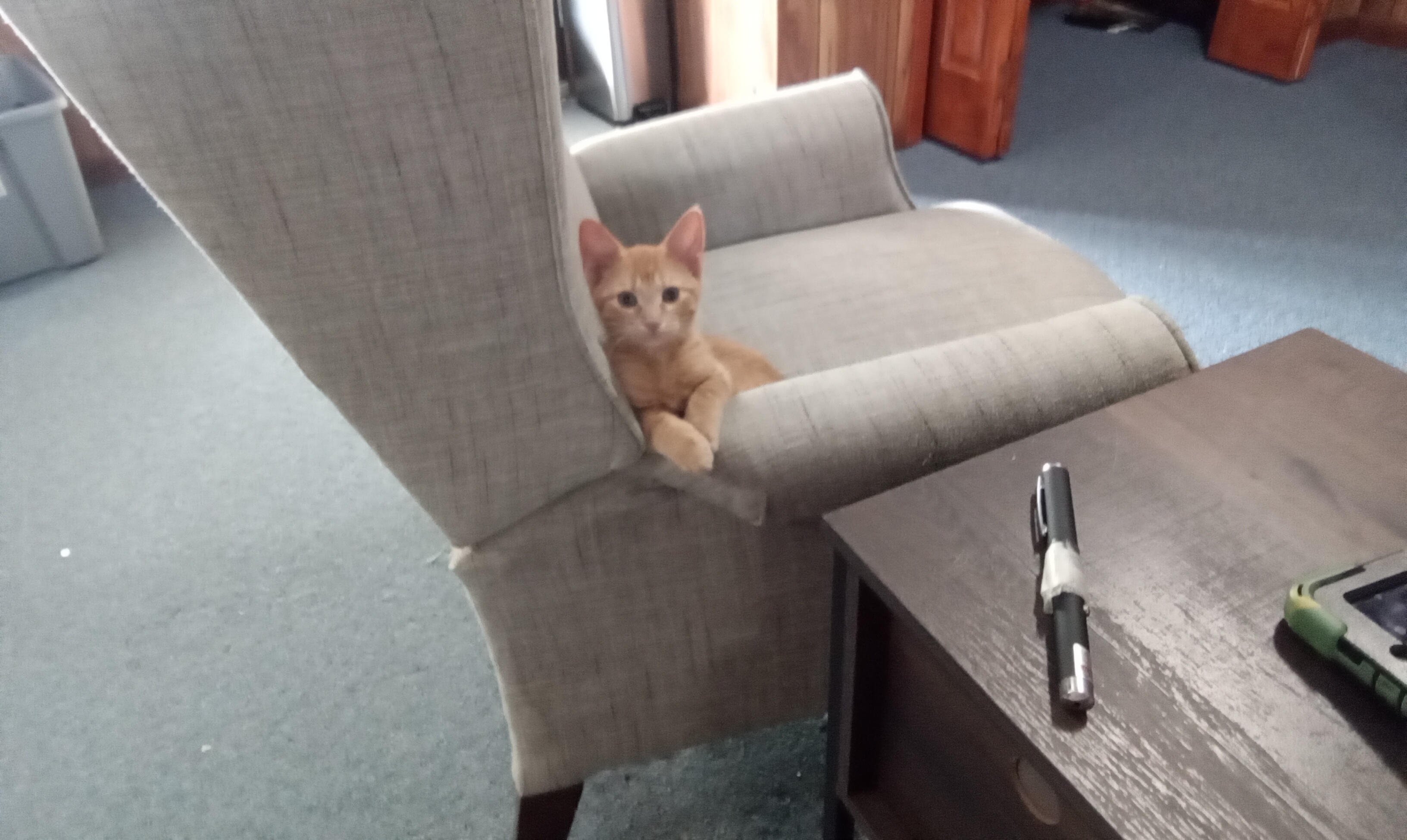 Hey Pandas, Show Me Cat Pictures