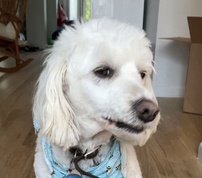 This Is My Dog Beau, He Has A Youtube Channel Link In My Description And This Was A Frame In One Of His Videos!