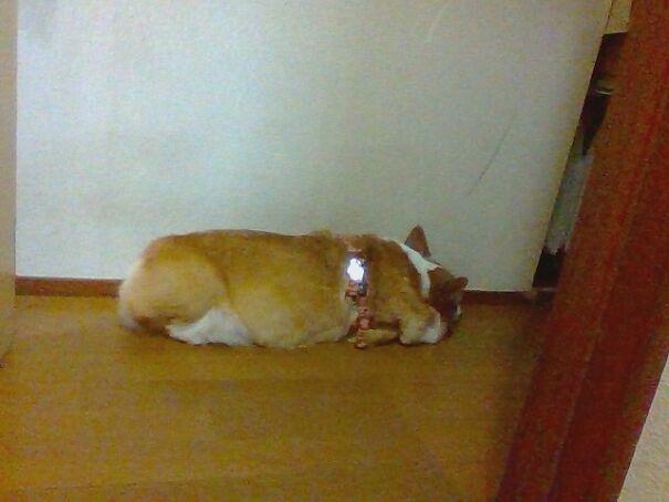 The Toilet Door Behe..bc Our Dog Always Wait Or Sleep Near The Toilet. Its How She Lets Us Know That She Will Protect Us While Pooping