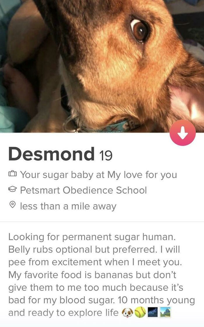 I Made My Dog A Tinder. Feel Free To Message Him If You Come Across His Profile