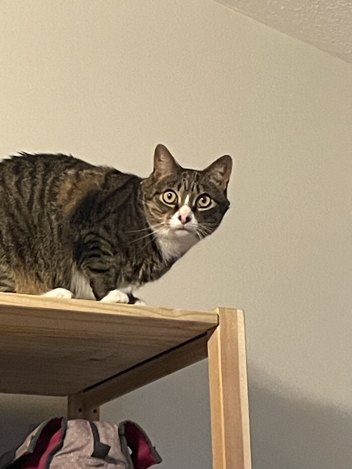 I Found The Best Photos Of My Pets