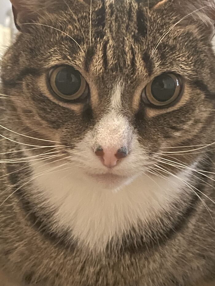 I Found The Best Photos Of My Pets