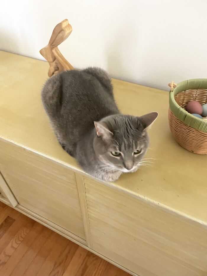 I Found The Best Photos Of My Pets