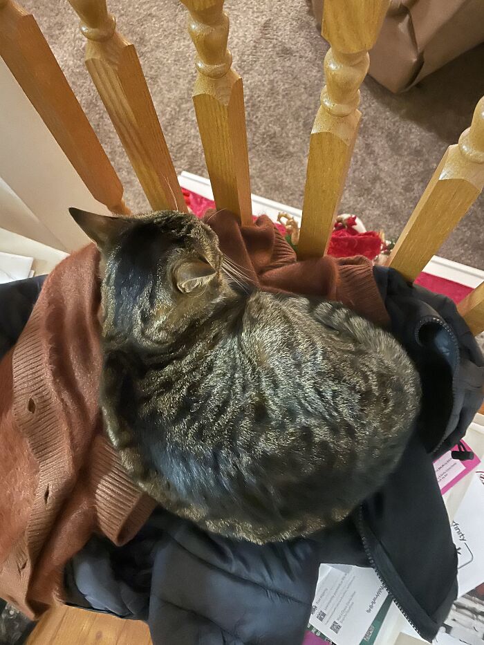 I Found The Best Photos Of My Pets