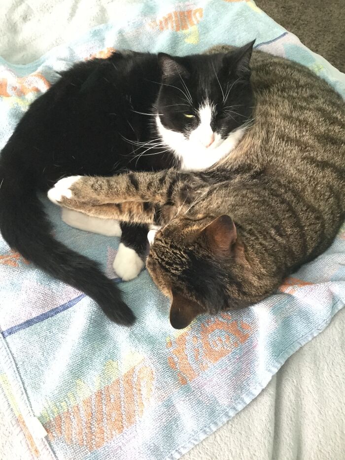 I Found The Best Photos Of My Pets