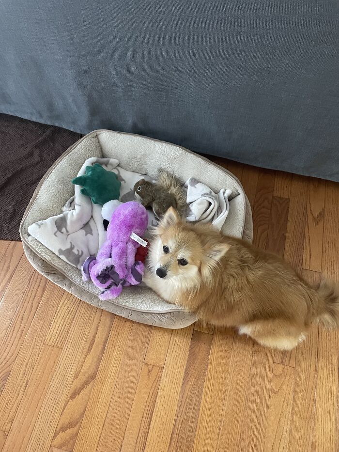 I Found The Best Photos Of My Pets