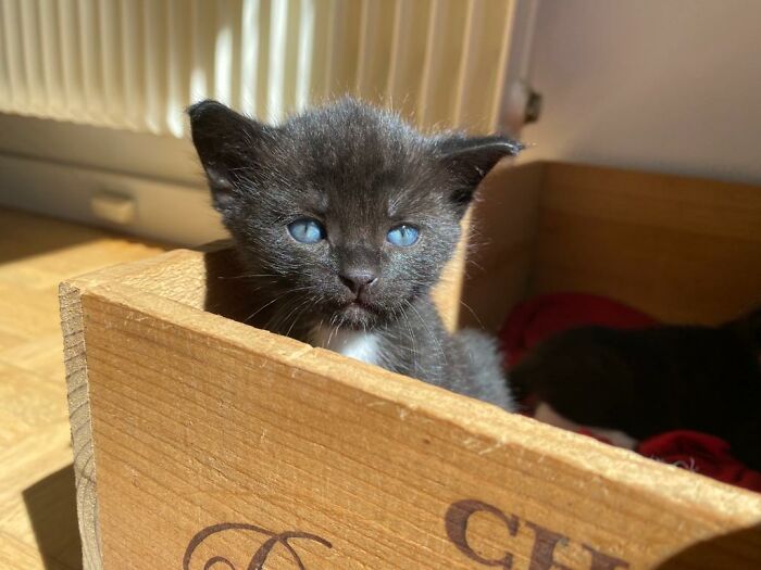 Snowflake At 3 Weeks Old