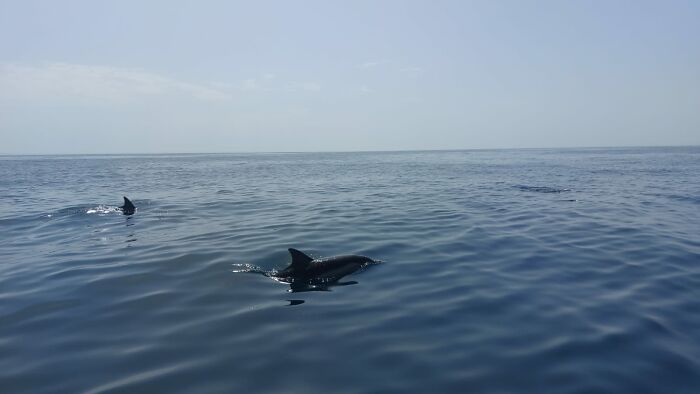 We Went To Spot Dolphins