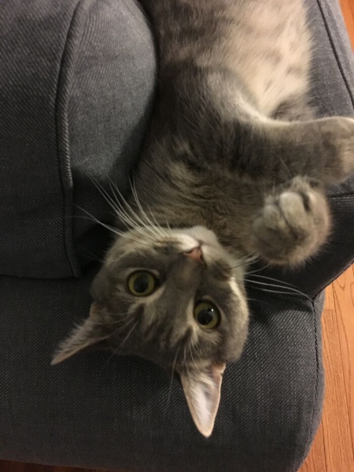 I Found The Best Photos Of My Pets