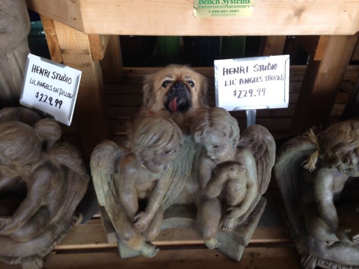 Acting Like A Garden Statue