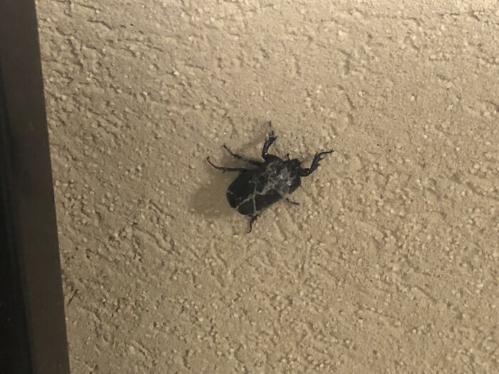 This Weird Bug